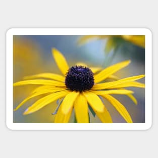 Rudbeckia Sticker